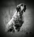 Setter Anglais GERNIKA DE BUZUNTZA Setter Anglais GERNIKA DE BUZUNTZA